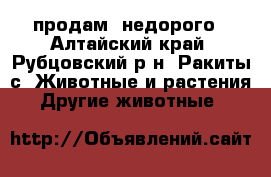 продам  недорого - Алтайский край, Рубцовский р-н, Ракиты с. Животные и растения » Другие животные   